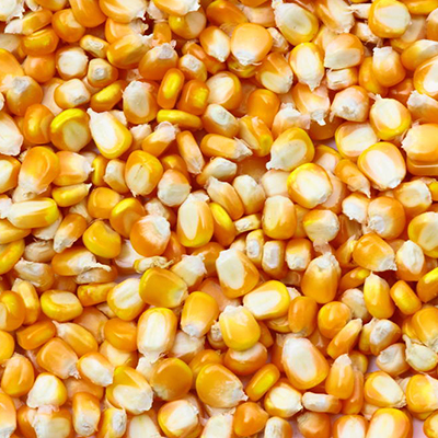 Corn