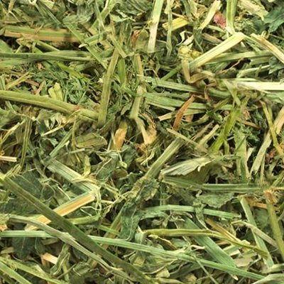 Alfalfa