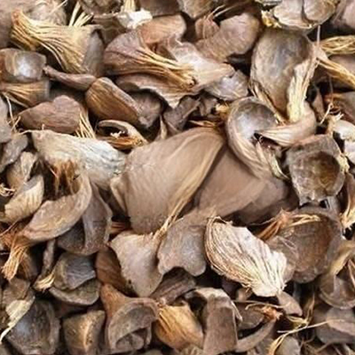 Palm Shell